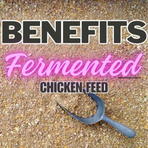 Pakan Fermentasi Ayam di Ambal, Kebumen yang Menguntungkan
