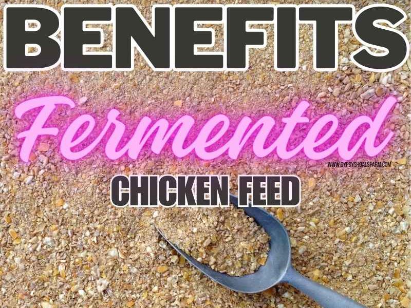 Pakan Fermentasi Ayam di Ambal, Kebumen
