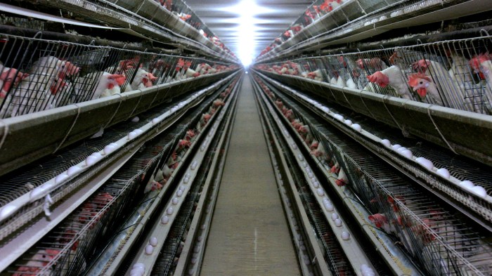 Ternak Ayam Petelur di Kebumen, Kabupaten Kebumen