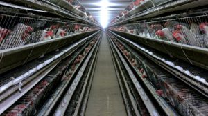 Ternak Ayam Petelur di Kebumen, Kabupaten Kebumen