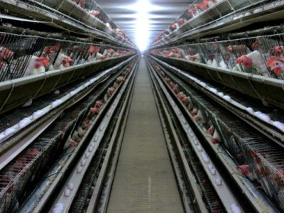 Ternak Ayam Petelur di Kebumen, Kabupaten Kebumen