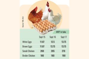 Harga Telur Ayam di Kembaran, Banyumas Terbaru