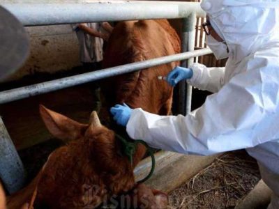 Vaksin Ayam Kampung di Rawalo, Banyumas