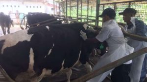 Vaksin Ayam Kampung di Gombong, Kebumen Penting untuk Kesehatan