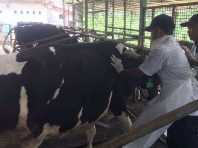 Vaksin Ayam Kampung di Gombong, Kebumen