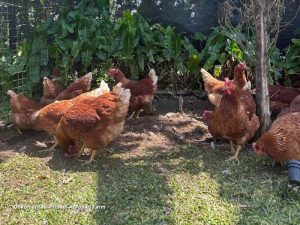 DOC Ayam Kampung di Karangsambung, Kebumen sebagai Solusi Ekonomi