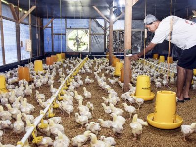 Forum Peternak Ayam di Pakuncen, Banyumas