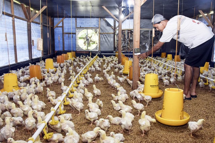 Forum Peternak Ayam di Pakuncen, Banyumas