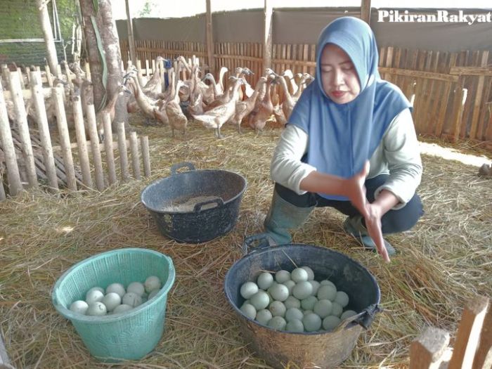 Mesin Penetas Telur di Patikraja, Banyumas