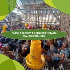Pemanas DOC Ayam di Kutoarjo, Purworejo untuk Peternak