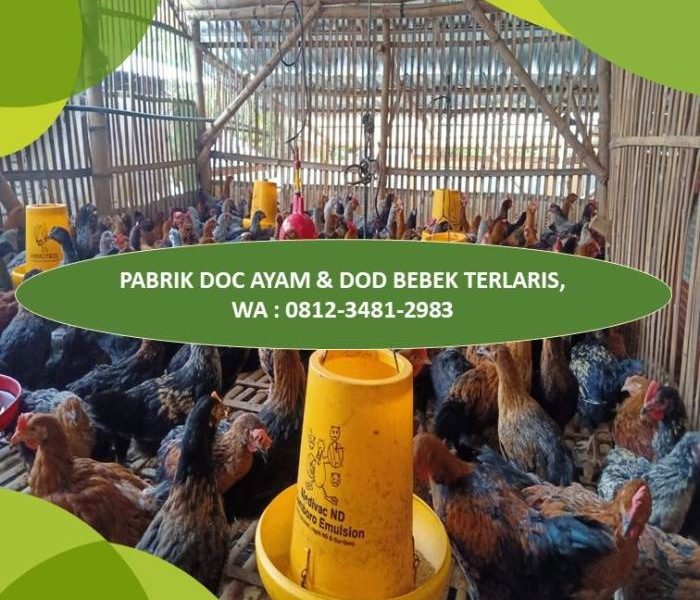 Pemanas DOC Ayam di Kutoarjo, Purworejo