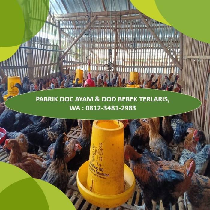 Pemanas DOC Ayam di Kutoarjo, Purworejo