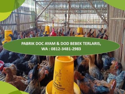 Bisnis Ayam Petelur di Bener, Purworejo