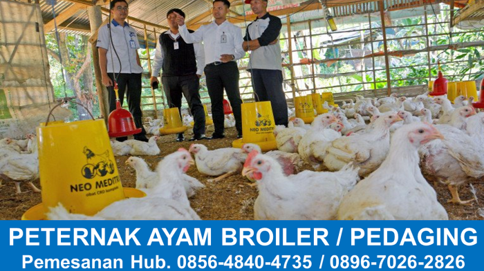 Usaha Ayam Broiler di Patikraja, Banyumas