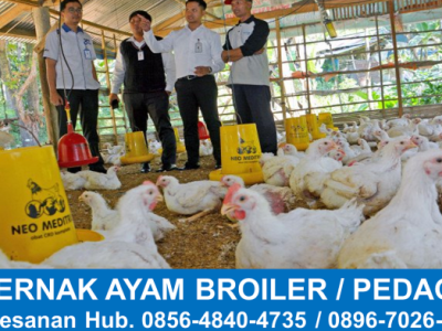 FCR Ayam Broiler di Gebang, Purworejo