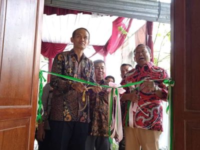 Ayam Bangkok Muda di Jatilawang, Banyumas
