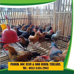 Pemanas DOC Ayam di Butuh, Purworejo yang Efektif