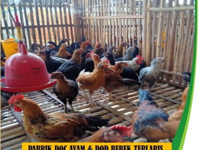 Pemanas DOC Ayam di Butuh, Purworejo