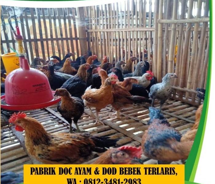DOC Ayam Petelur di Karanglewas, Banyumas