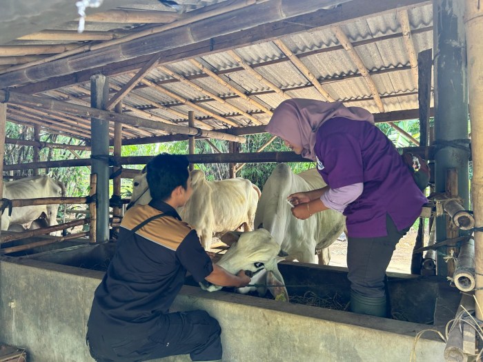 Ayam Sesak Nafas di Karanganyar, Kebumen