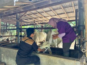 Ayam Sesak Nafas di Karanganyar Kebumen dan Penyebabnya