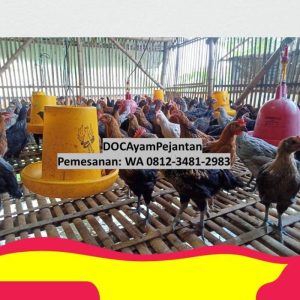DOC Ayam Petelur di Banyuurip, Purworejo yang Berkembang
