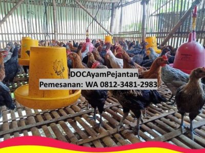 DOC Ayam Petelur di Banyuurip, Purworejo