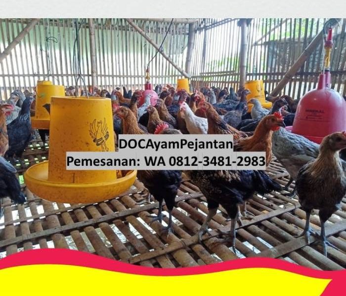 DOC Ayam Petelur di Banyuurip, Purworejo