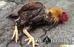 Ayam Bangkok Pukul Mati di Ambal Kebumen yang Mengejutkan