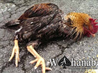 Ayam Bangkok Pukul Mati di Ambal, Kebumen