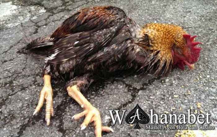 Ayam Bangkok Pukul Mati di Ambal, Kebumen