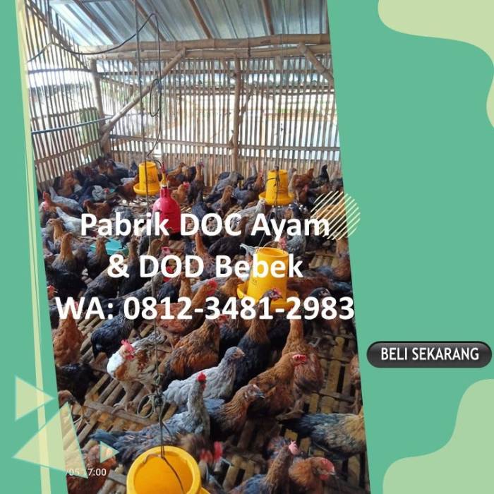 DOC Broiler Murah di Purwokerto Selatan, Banyumas