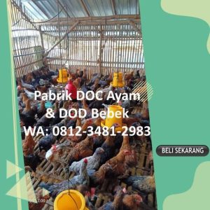 DOC Broiler Murah di Purwokerto Selatan, Banyumas