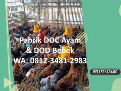 DOC Broiler Murah di Purwokerto Selatan, Banyumas