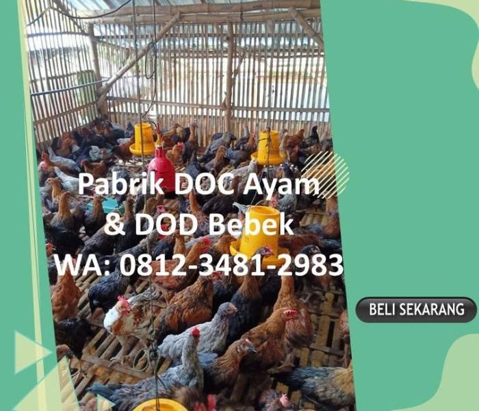 DOC Broiler Murah di Purwokerto Selatan, Banyumas
