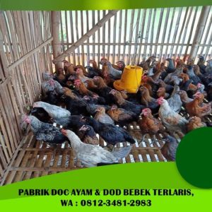 DOC Broiler Murah di Banyuurip, Purworejo untuk Peternak