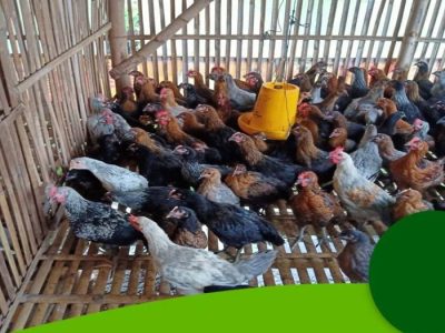 DOC Broiler Murah di Banyuurip, Purworejo
