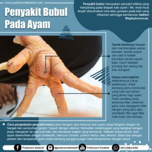Ayam Sakit di Pituruh, Purworejo Perlu Penanganan Cepat