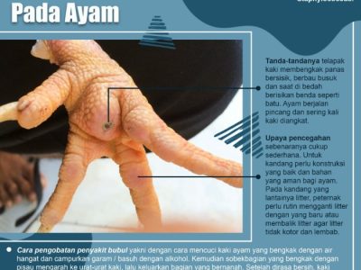 Ayam Sakit di Pituruh, Purworejo