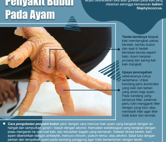 Ayam Sakit di Pituruh, Purworejo