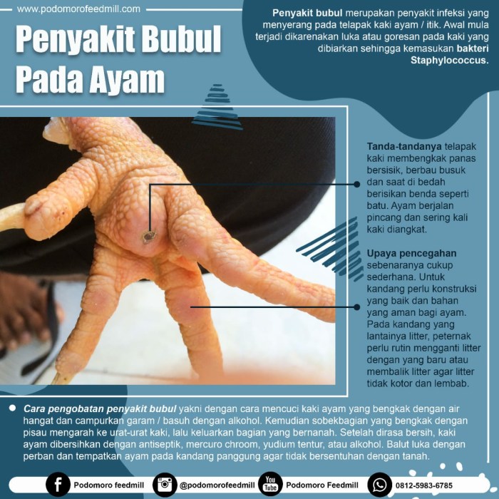 Ayam Sakit di Pituruh, Purworejo