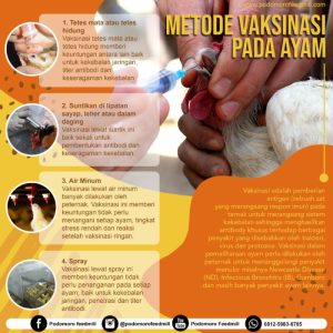Vaksin Ayam Lengkap di Buayan, Kebumen untuk Kesehatan Unggas
