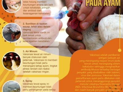 Vaksin Ayam Lengkap di Buayan, Kebumen