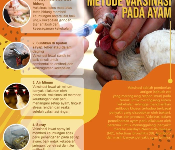 Vaksin Ayam Lengkap di Buayan, Kebumen