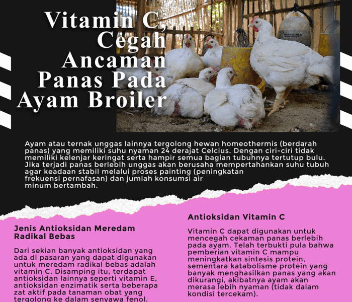 Tanya Penyakit Ayam di Purwokerto Barat, Banyumas