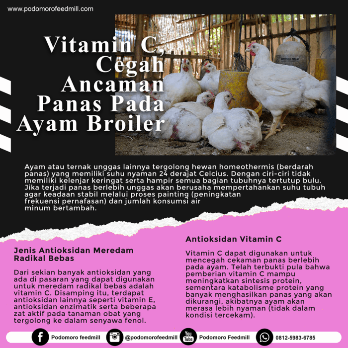 Tanya Penyakit Ayam di Purwokerto Barat, Banyumas