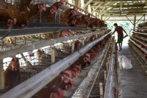Modal Ternak Ayam di Pituruh, Purworejo yang Menguntungkan