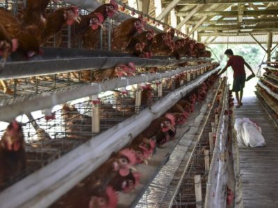 Modal Ternak Ayam di Pituruh, Purworejo