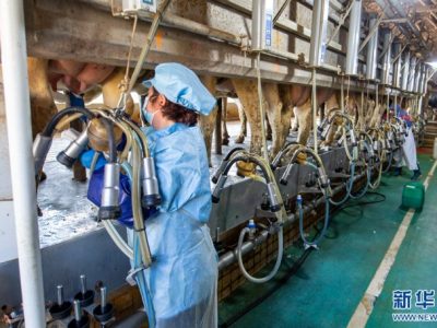 Ternak Ayam Modal Kecil di Wangon, Banyumas