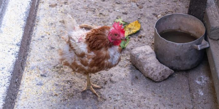 Penyakit Snot Ayam di Purwokerto Barat, Banyumas